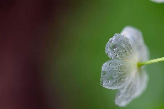 Skeleton flower: il fiore che diventa trasparente quando piove
