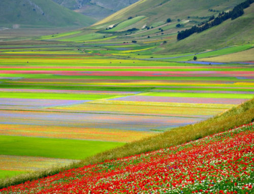 Castelluccio di Norcia tra Fioritura e webcam – Un’Italia che resiste