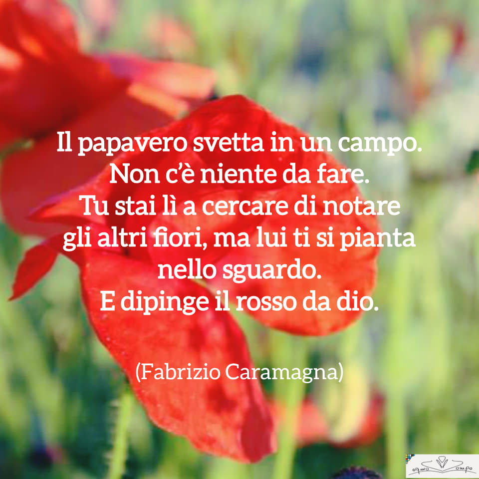 Fiori di campo - Frase sui papaveri d Fabrizio Caramagna