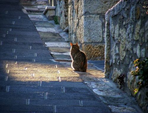 Eppure ci sono sempre orizzonti e lembi di luce che traghettano attraverso l’ombra
