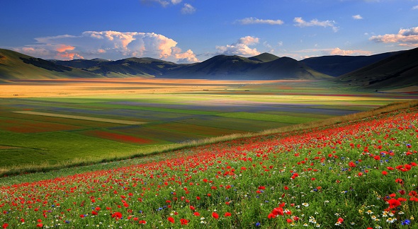 Castelluccio di Norcia tra Fioritura e webcam