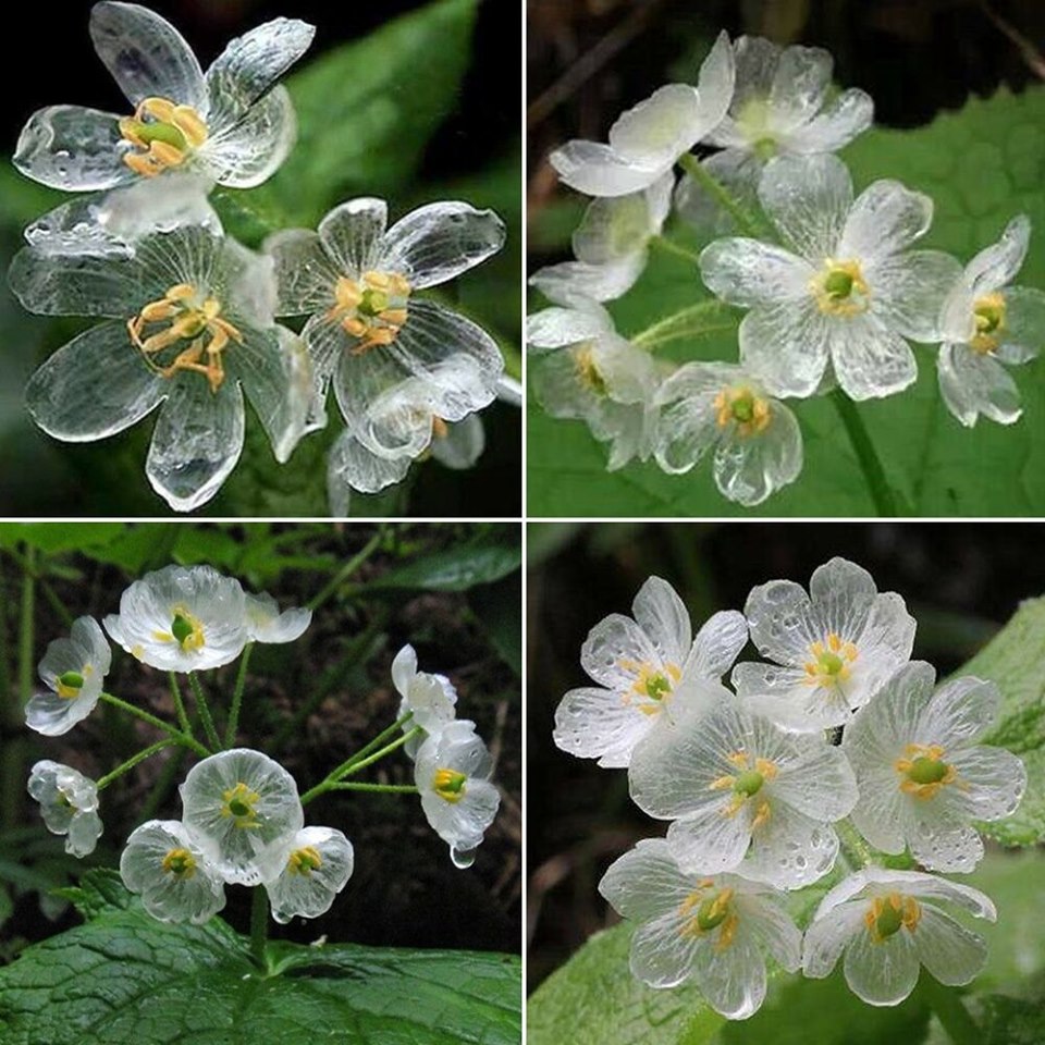 Skeleton flower: il fiore che diventa trasparente quando piove
