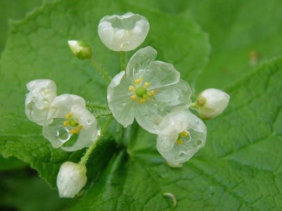 Skeleton flower: il fiore che diventa trasparente quando piove