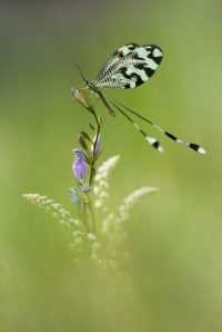 Poesia sulla gioia - Una vita che si schiude nel silenzio